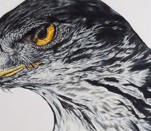Focused Instinct - detail view