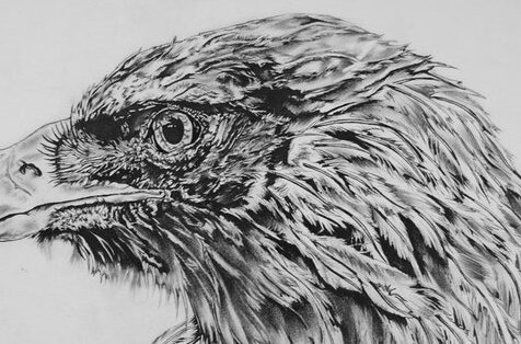 Eagle Sketch - detail view