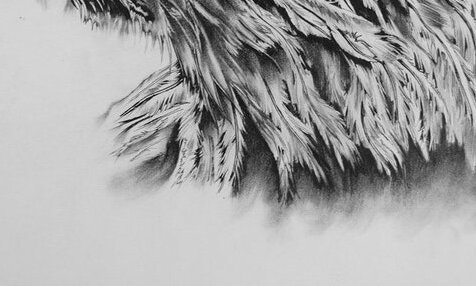 Eagle Sketch - detail view