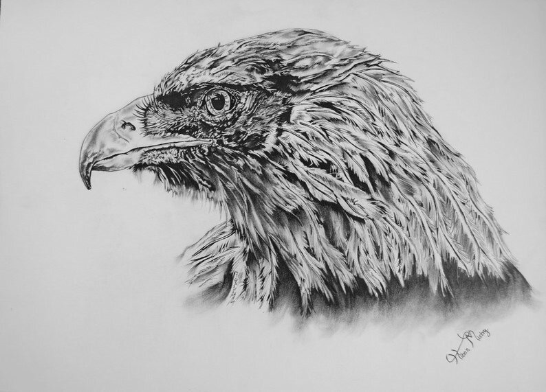 Eagle Sketch