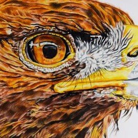 Majestic Gaze - detail view