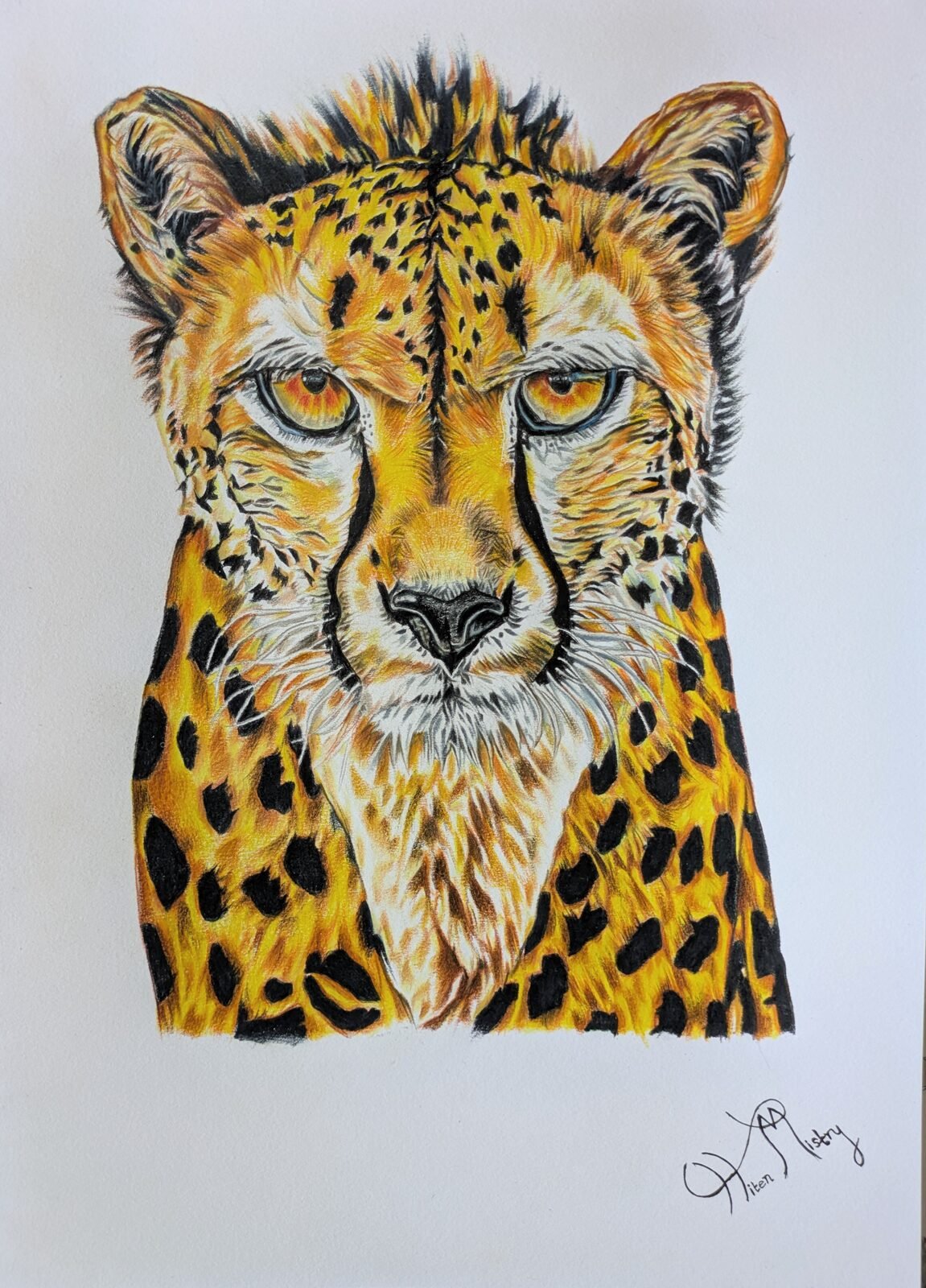 Measured Instinct original cheetah pencil drawing by Hiten Mistry